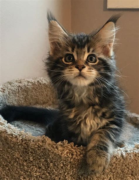 maine coon adopcion|Maine Coon Rescue ― ADOPTIONS